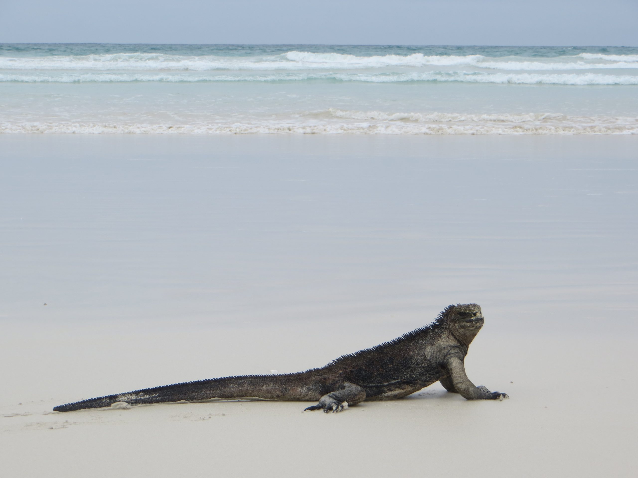 Iguana marina, Isla Santa Cruz, Galápagos, Ecuador