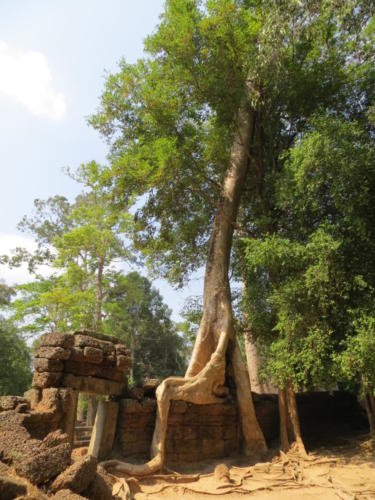 Templo Ta Prohm, Angkor Wat