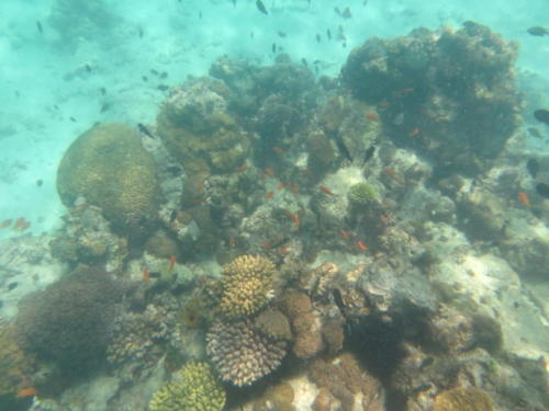 Coral en Mnemba, archipiélago de Zanzíbar