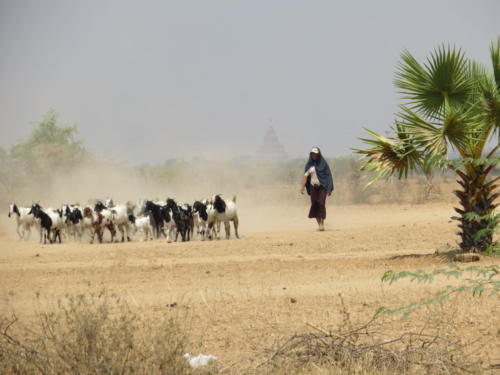 Una pastora con sus cabras, Bagan