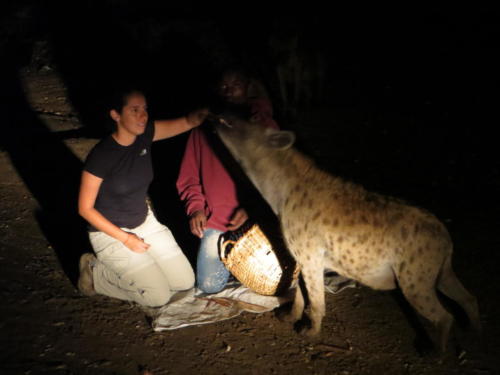 Gisela alimentando hienas, Harar