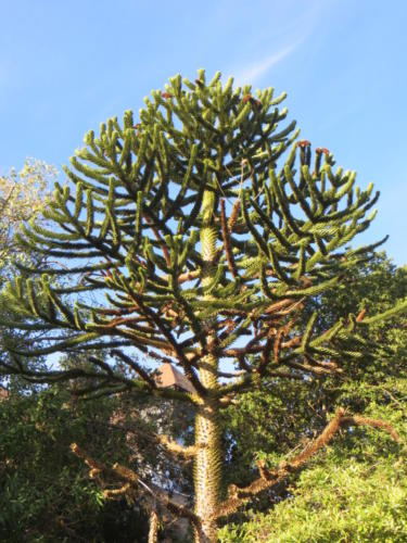Monkey Puzzle Tree, Pucon