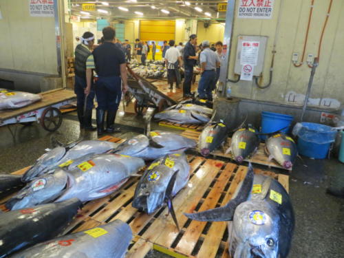 Subasta de atún en el Mercado de Mariscos Tsukiji, Tokio