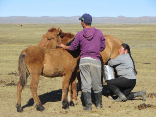 Ordeñando yeguas en Mongolia central