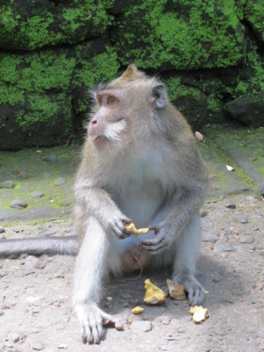 Micos macacos en el Bosque Sagrado de Micos, Ubud