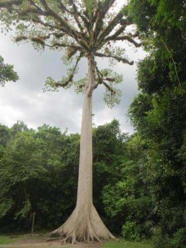 Árbol de ceiba, Parque Nacional de Tikal
