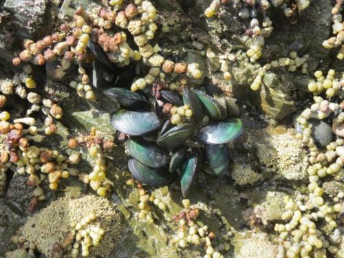 Mussels in Waiheke