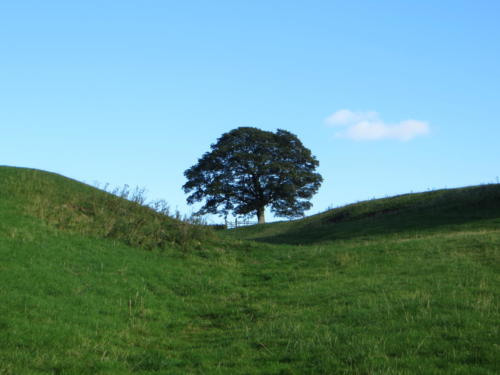 Famous Tree, Hadrian's Wall