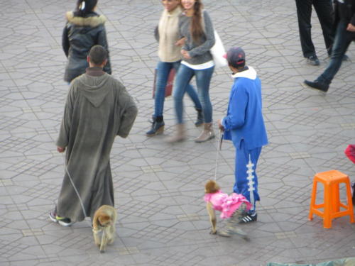 Micos con correa en Djemaa el-Fna Plaza, Marrakesh