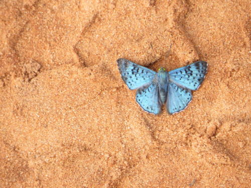 Butterfly, Laguna Blanca