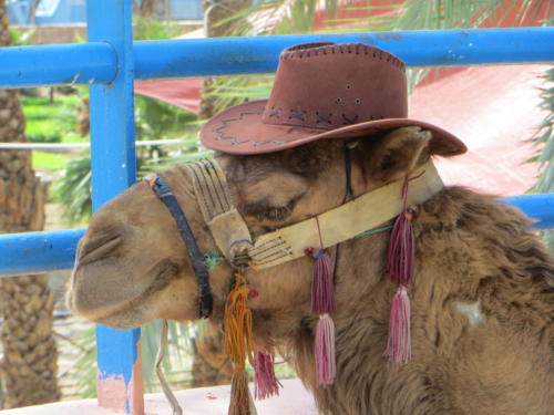 Camello en las calles de Aqaba