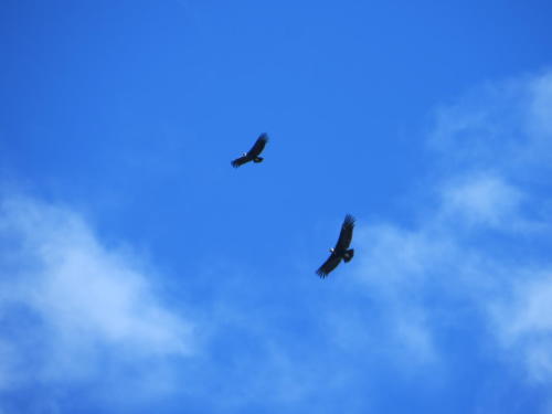 Condors, Torres del Paine National Park