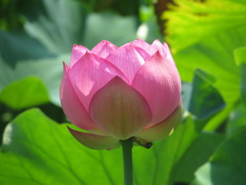 Lotus Flower in the Japanese Garden, Osaka