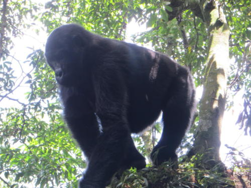 Gorila de montaña en el Parque Nacional Impenetrable de Bwindi