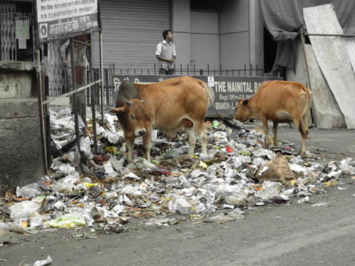 Vacas sagradas comiendo basura