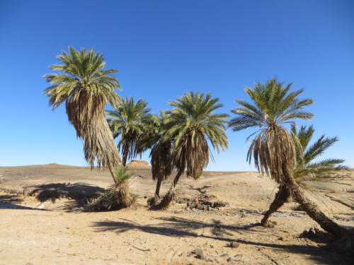 Oasis en el Sahara