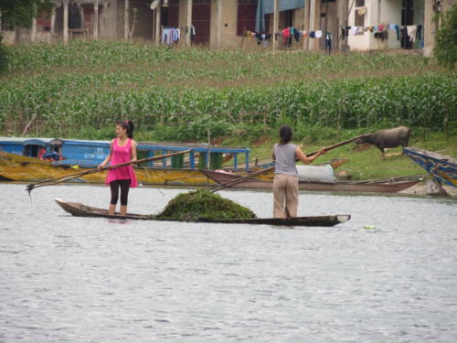 Collecting 'Seaweed' at Phong Nha