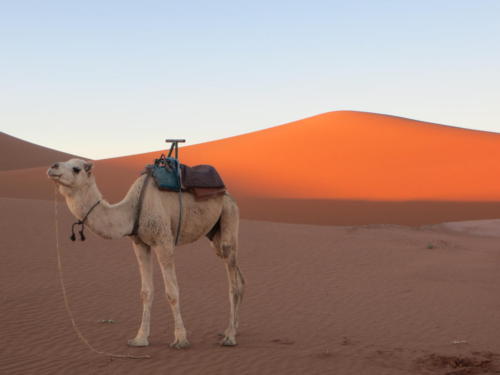 Dromedario en el Sahara