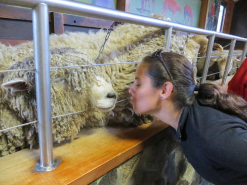 Disfrutando de las ovejas en el Agrodome