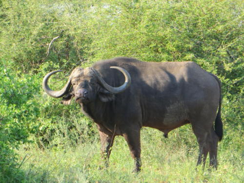 Búfalo, Parque Nacional Kruger