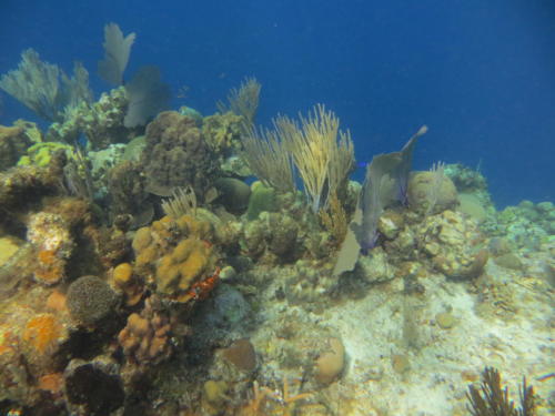 Scuba Diving in Punta Perdiz, Bay of Pigs