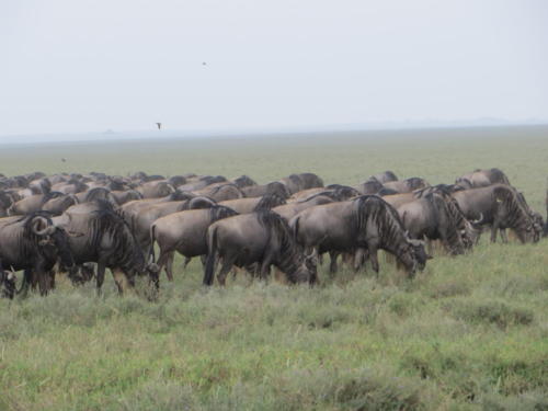 Ñus migrando hacia el sur, Parque Nacional Serengeti