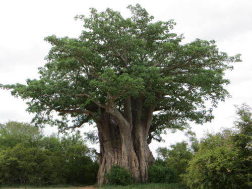 Árbol del baobab, Parque Nacional Kruger
