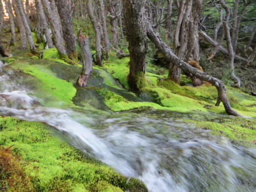 Bosque de musgo, Parque Nacional Los Glaciares