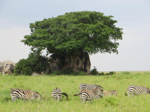 Cebras con árbol de ficus de fondo, Parque Nacional Serengeti