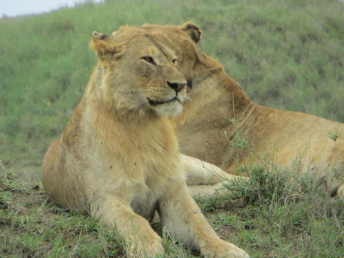 Lioness, Serengeti National Park