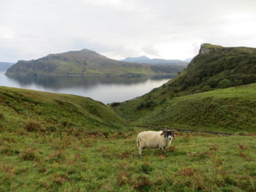 Sheep Roaming, Isle of Skye
