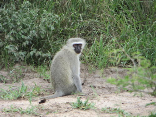 Vervet Monkey, Kruger National Park