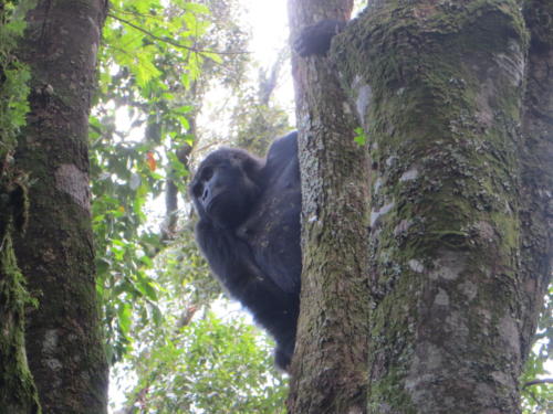 Gorila de montaña deslizándose, Parque Nacional Impenetrable de Bwindi