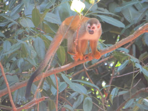 Mono ardilla, Parque Nacional Manuel Antonio