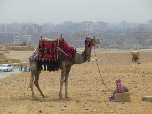 Camel at the Pyramids of Giza, Cairo