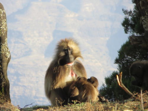 Gelada Monkey, Simien Mountains National Park