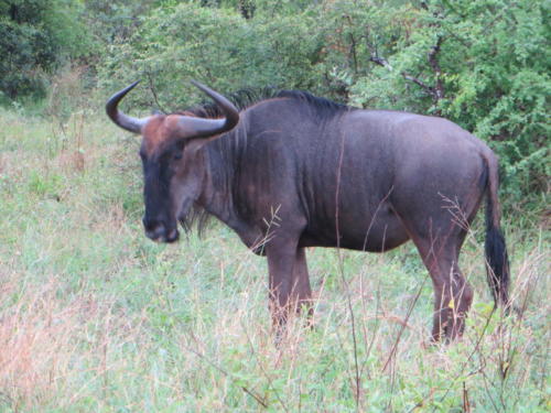 Wildebeest, Kruger National Park