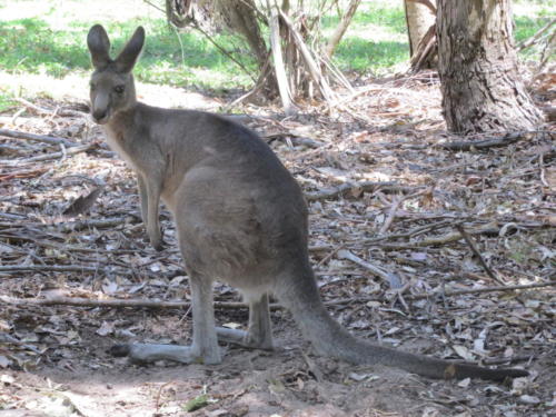 Eastern Gray Kangaroo in Grampians National Park