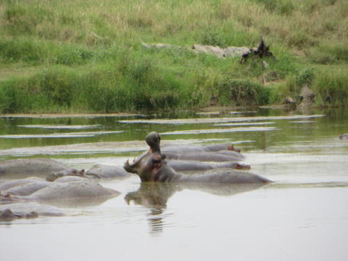 Hippotamus, Serengeti National Park