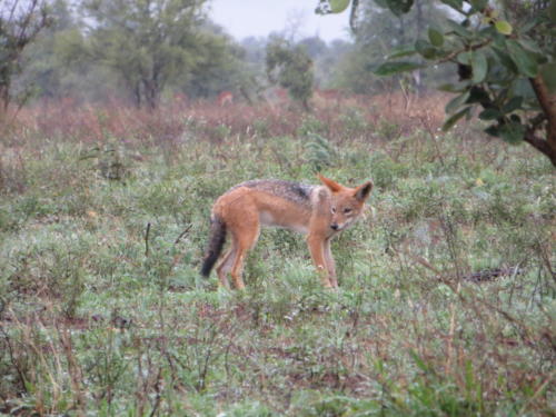 What Does the Fox (Jackal) Say, Kruger National Park