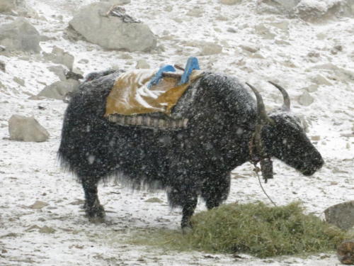 Yak in the Snow, Gorak Shep, Everest Base Camp Trek