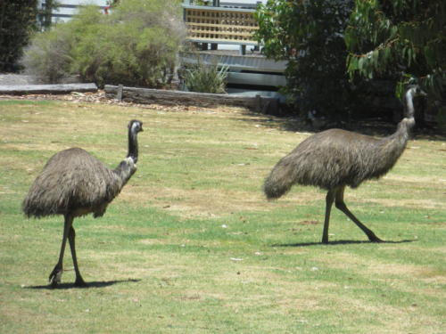 Emu in Grampians National Park