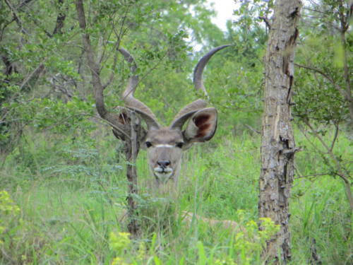 The Most Beautiful Horns - Kudu, Kruger National Park