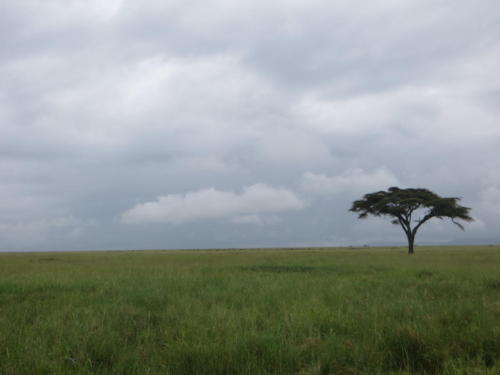 Umbrella Tree in the Endless Savanna, Serengeti National Park