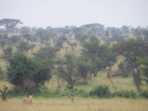 Lioness Ready to Hunt Giraffe, Serengeti National Park