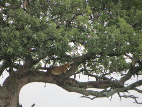 Tree-Climbing Lioness, Serengeti National Park
