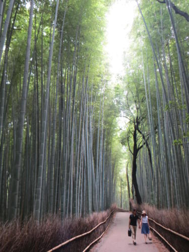 Arashiyama Bamboo Grove, Kyoto