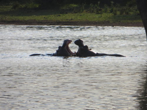 Hippopotamus Playing During Sunset Time, Kruger National Park
