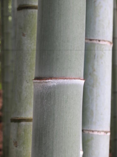 Bamboo in Adashino Nembutsu-ji Temple, Kyoto