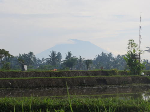 View of Mount Agung from Ubud Rice Fields
